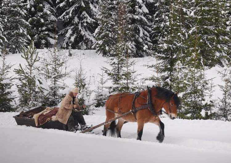 Häst och släde i snön